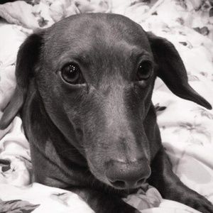 Meet your Posher, Devon